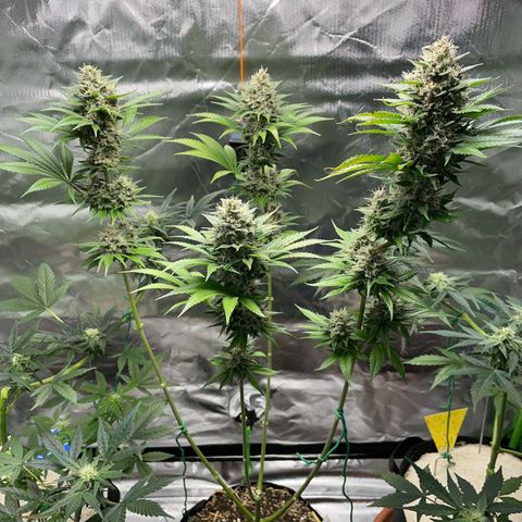 Tangerine Dream Fem by KilliczGe growlog timeline photo