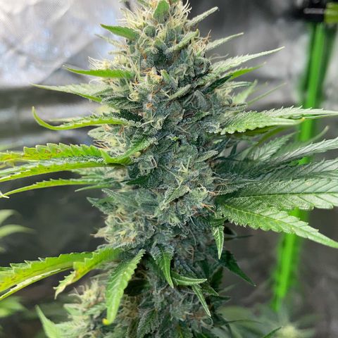 Tangerine Dream Fem by KilliczGe growlog timeline photo