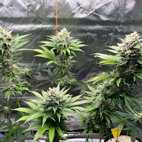 Tangerine Dream Fem by KilliczGe growlog timeline photo