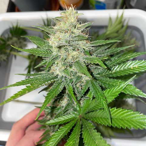 Tangerine Dream Fem by KilliczGe growlog timeline photo