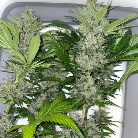 Tangerine Dream Fem by KilliczGe growlog timeline photo