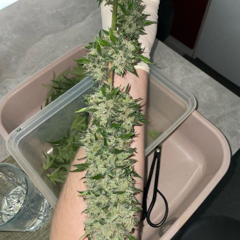 Tangerine Dream Fem by KilliczGe growlog timeline photo