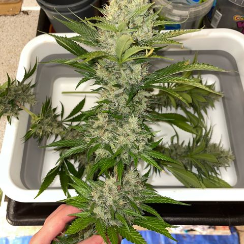 Tangerine Dream Fem by KilliczGe growlog timeline photo