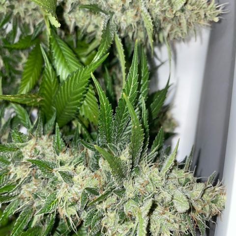 Tangerine Dream Fem by KilliczGe growlog timeline photo