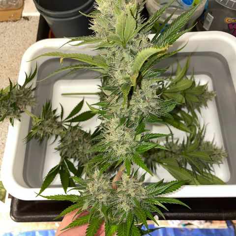 Tangerine Dream Fem by KilliczGe growlog timeline photo