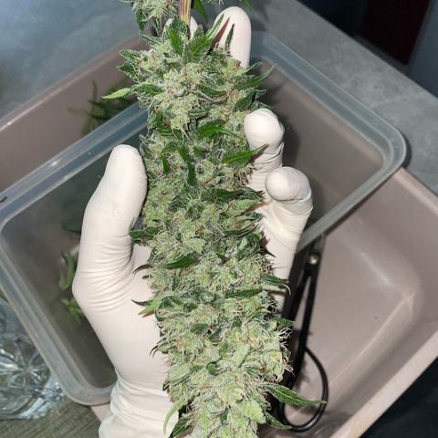 Tangerine Dream Fem by KilliczGe growlog timeline photo