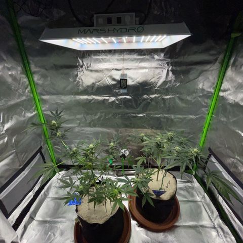 Late Outdoor season 25 - turned inside :D 1 AK48#2 auto  growlog timeline photo