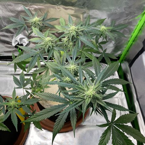 Late Outdoor season 25 - turned inside :D 1 AK48#2 auto  growlog timeline photo