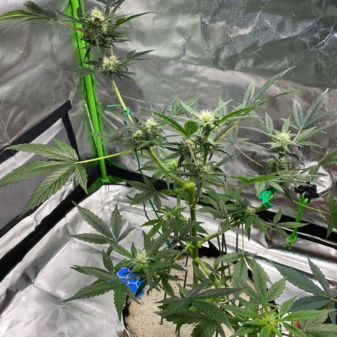 Late Outdoor season 25 - turned inside :D 1 AK48#2 auto  growlog timeline photo