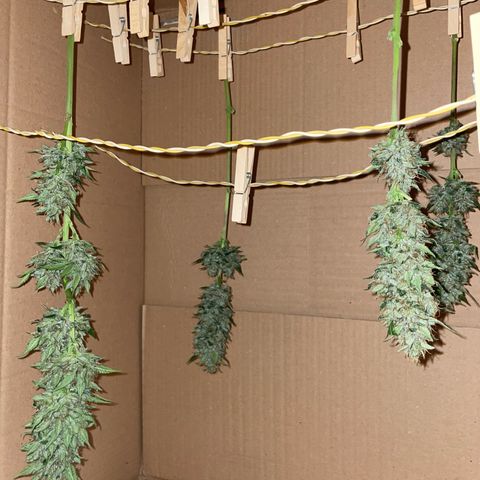 Tangerine Dream Fem by KilliczGe growlog timeline photo