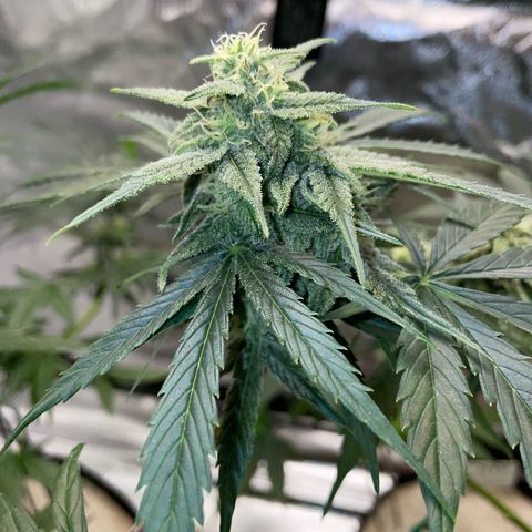 Late Outdoor season 25 - turned inside :D 1 AK48#2 auto  growlog timeline photo