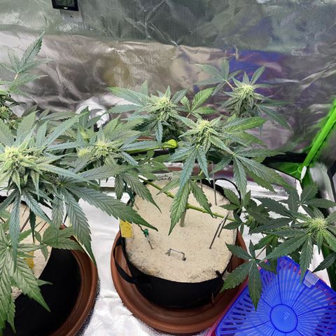 Late Outdoor season 25 - turned inside :D 1 AK48#2 auto  growlog timeline photo