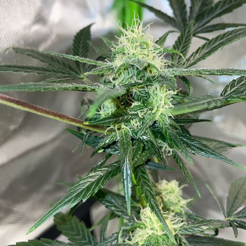 Late Outdoor season 25 - turned inside :D 1 AK48#2 auto  growlog timeline photo