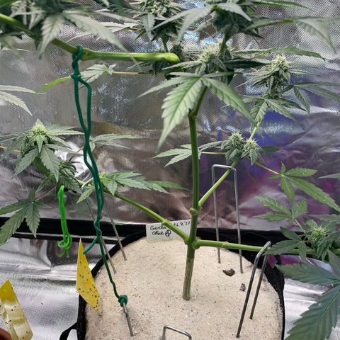 Late Outdoor season 25 - turned inside :D 1 AK48#2 auto  growlog timeline photo