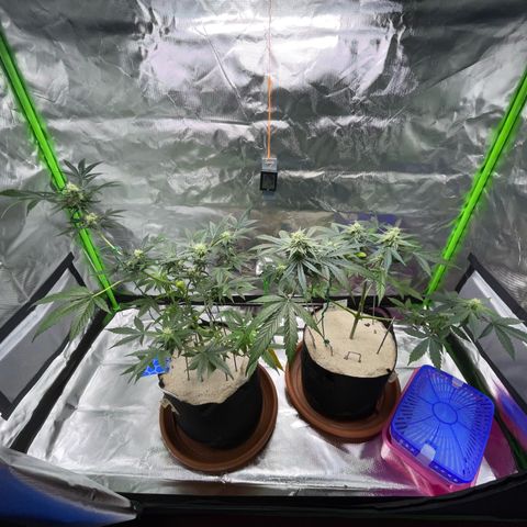 Late Outdoor season 25 - turned inside :D 1 AK48#2 auto  growlog timeline photo