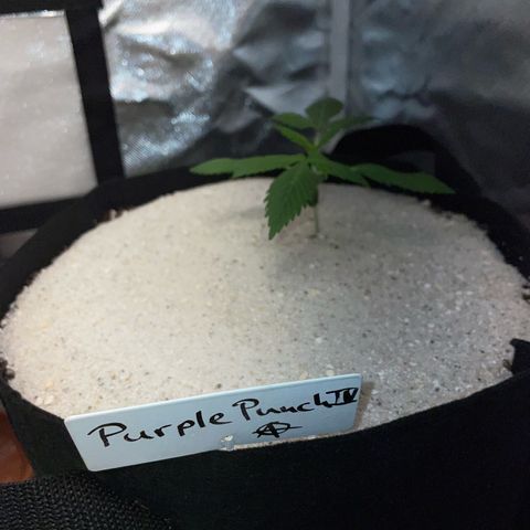 Purple Punch Automatic by KilliczGe growlog timeline photo