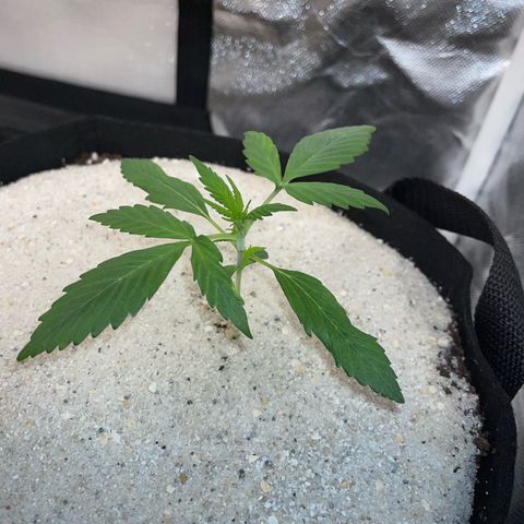 Purple Punch Automatic by KilliczGe growlog timeline photo