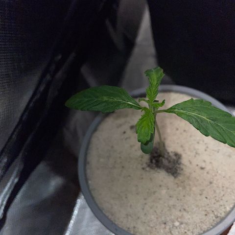 Purple Zkittlez #2 by KilliczGe growlog timeline photo