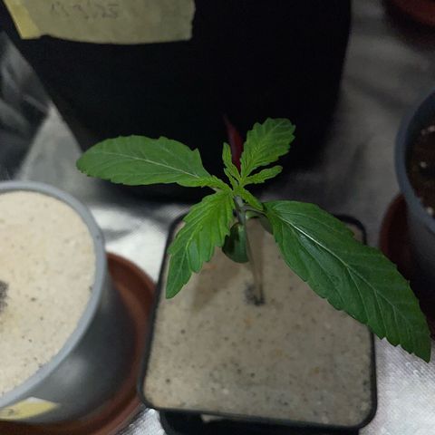 Purple Zkittlez #1 by KilliczGe growlog timeline photo