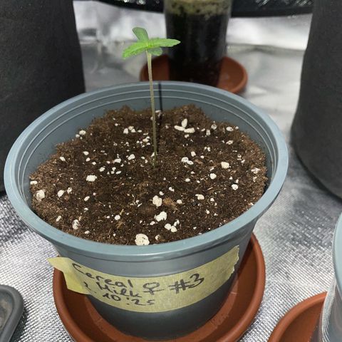 Cereal Milk #3 by KilliczGe growlog timeline photo