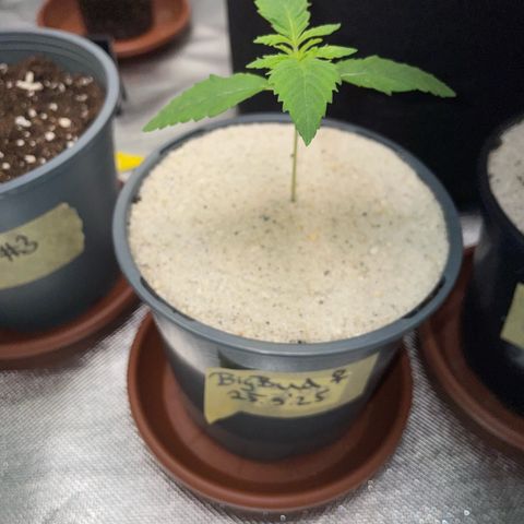 Big Bud by KilliczGe growlog timeline photo