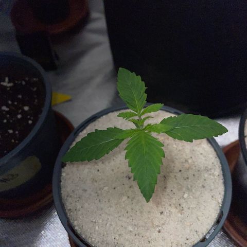 Big Bud by KilliczGe growlog timeline photo