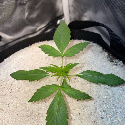 Purple Punch Automatic by KilliczGe growlog timeline photo