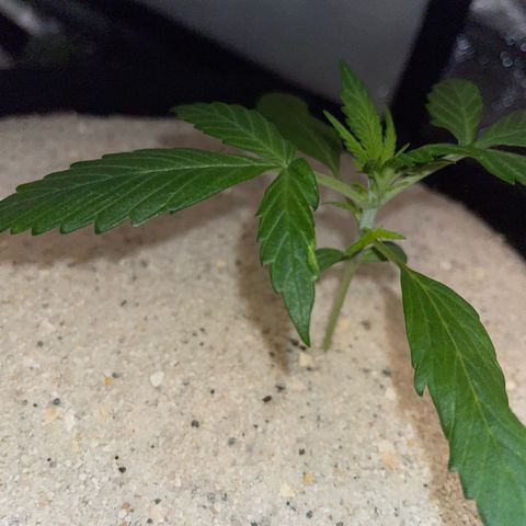 Purple Punch Automatic by KilliczGe growlog timeline photo