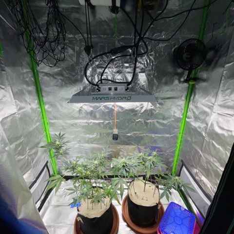 Late Outdoor season 25 - turned inside :D 1 AK48#2 auto  growlog timeline photo