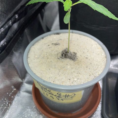 Purple Zkittlez #2 by KilliczGe growlog timeline photo