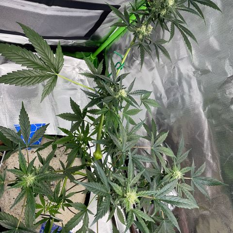 Late Outdoor season 25 - turned inside :D 1 AK48#2 auto  growlog timeline photo