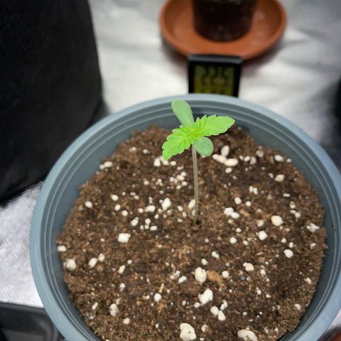 Cereal Milk #3 by KilliczGe growlog timeline photo