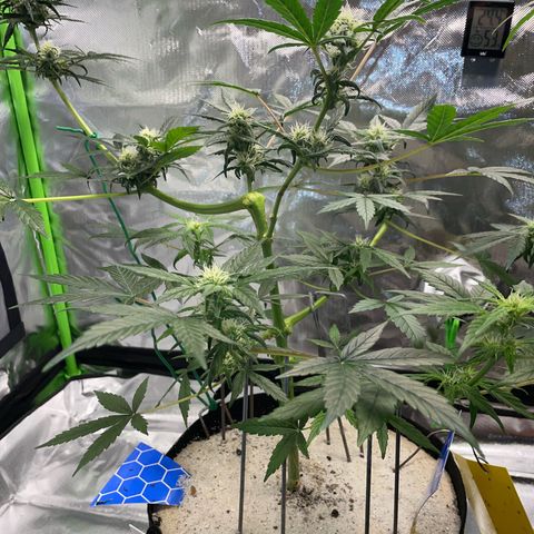 Late Outdoor season 25 - turned inside :D 1 AK48#2 auto  growlog timeline photo