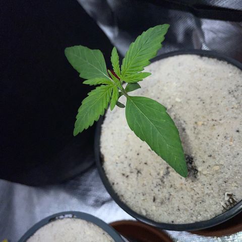 Permanent Marker by KilliczGe growlog timeline photo