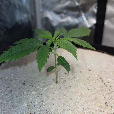 White Widow Automatic by KilliczGe growlog timeline photo