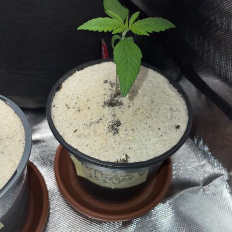 Permanent Marker by KilliczGe growlog timeline photo