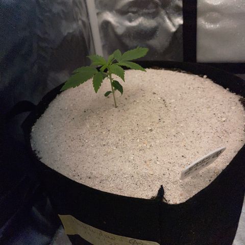 White Widow Automatic by KilliczGe growlog timeline photo