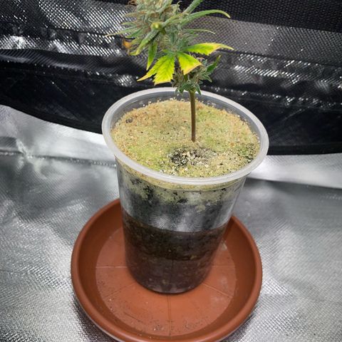 Tangerine Dream Clon #1 by KilliczGe growlog timeline photo