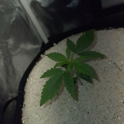 White Widow Automatic by KilliczGe growlog timeline photo