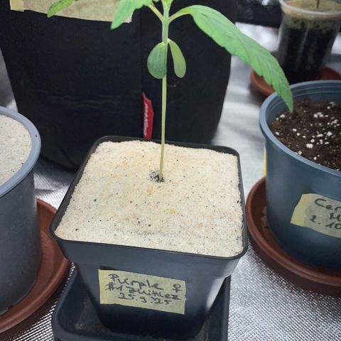 Purple Zkittlez #1 by KilliczGe growlog timeline photo