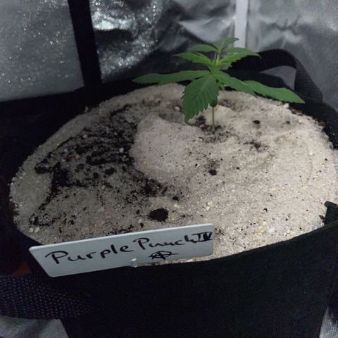 Purple Punch Automatic by KilliczGe growlog timeline photo