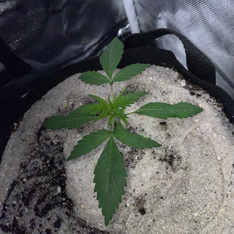 Purple Punch Automatic by KilliczGe growlog timeline photo