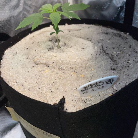 White Widow Automatic by KilliczGe growlog timeline photo