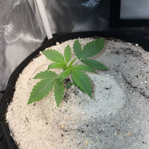 White Widow Automatic by KilliczGe growlog timeline photo