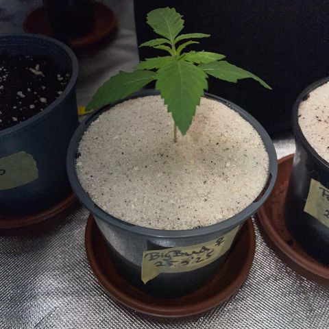 Big Bud by KilliczGe growlog timeline photo