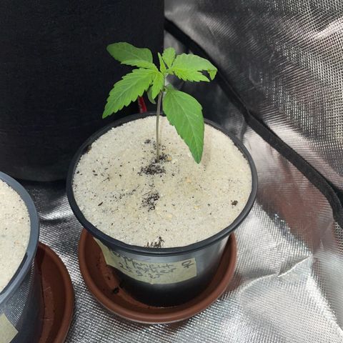 Permanent Marker by KilliczGe growlog timeline photo