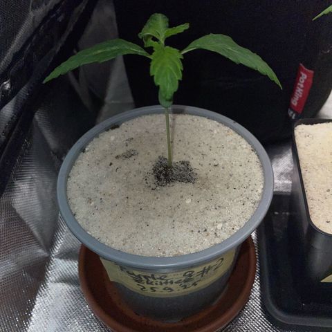 Purple Zkittlez #2 by KilliczGe growlog timeline photo