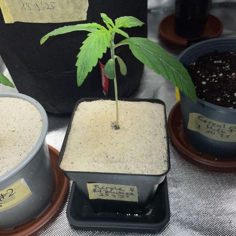 Purple Zkittlez #1 by KilliczGe growlog timeline photo