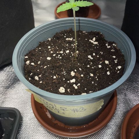 Cereal Milk #3 by KilliczGe growlog timeline photo