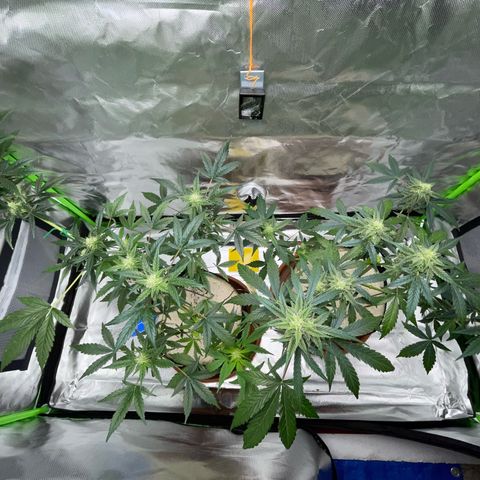 Late Outdoor season 25 - turned inside :D 1 AK48#2 auto  growlog timeline photo